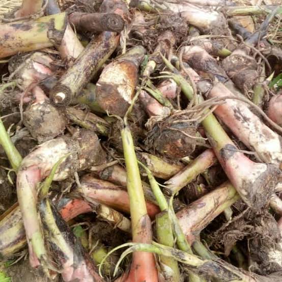 Hybrid Plantain suckers